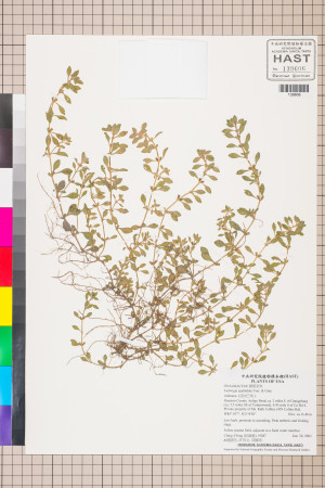 Ludwigia spathulata Torr. & Gray_標本_BRCM 3462