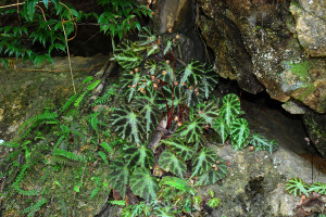 果子狸秋海棠 (Begonia larvata C.I Peng, Yan Liu & W.B.Xu)