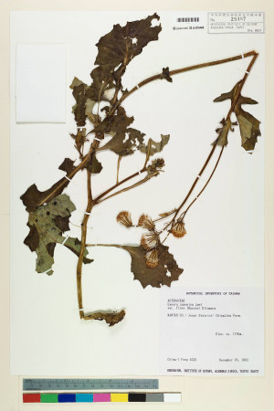 Gynura japonica (Thunb.) Juel var. flava (Hayata) Kitam._標本_BRCM 6493