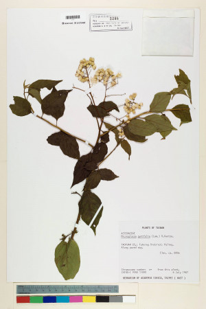 Microglossa pyrifolia (Lam.) Kuntze_標本_BRCM 7008