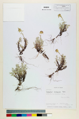 Leontopodium microphyllum Hayata_標本_BRCM 6855
