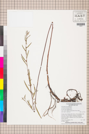 Ludwigia lanceolata Elliott_標本_BRCM 3524
