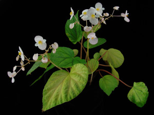 鳥葉秋海棠 (Begonia ornithophylla Irmsch.)