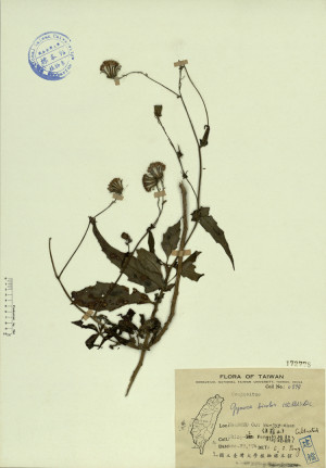 Gynura bicolor (Willd.) DC._標本_BRCM 4328