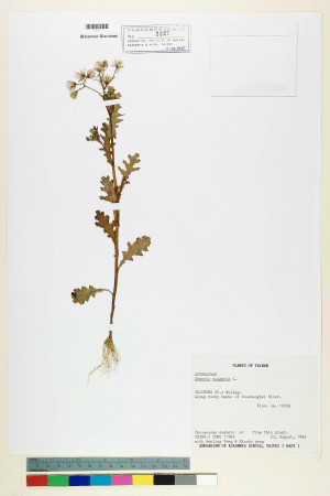Senecio vulgaris L._標本_BRCM 5441