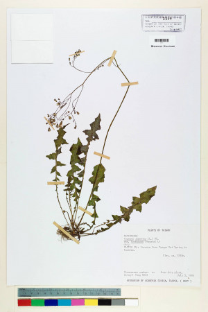 Youngia japonica (L.) DC. subsp. monticola Koh Nakam. & C.I Peng_標本_BRCM 5487