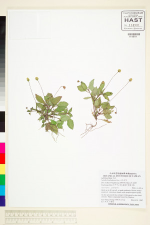 Acmella brachyglossa Cass._標本_BRCM 5013