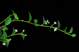 Begonia molleri (C.DC.) Warb.