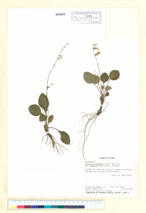 Ainsliaea latifolia (D. Don) Sch.-Bip. var. nimborum (Hand.-Mazz.) Kitam._標本_BRCM 7130