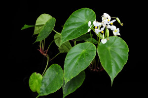腫柄秋海棠 (Begonia pulvinifera C.I Peng & Yan Liu)