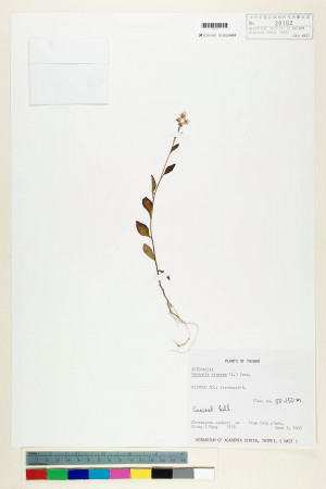 Vernonia cinerea (L.) Less._標本_BRCM 5083