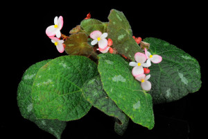黃氏秋海棠 (Begonia huangii Y.M.Shui & W.H.Chen)
