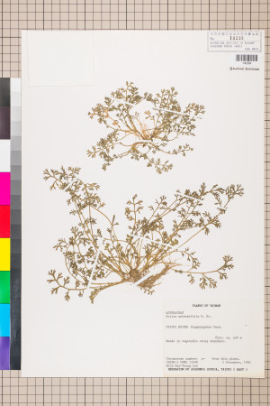 Soliva anthemifolia (Juss.) R. Brown ex Less._標本_BRCM 5066