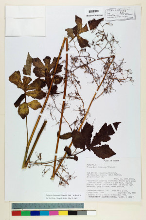Notoseris formosana (Kitam.) C. Shih_標本_BRCM 6602