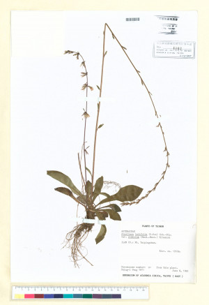 Ainsliaea latifolia (D. Don) Sch.-Bip. var. nimborum (Hand.-Mazz.) Kitam._標本_BRCM 6664