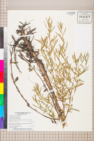 Ludwigia lanceolata Elliott_標本_BRCM 3499