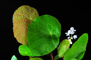 Begonia phuthoensis H.Q.Nguyen
