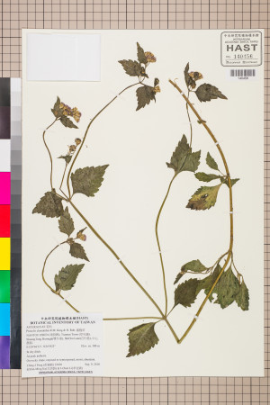 Praxelis clematidea R.M. King & H. Rob._標本_BRCM 7629