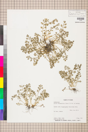 Soliva anthemifolia (Juss.) R. Brown ex Less._標本_BRCM 5075