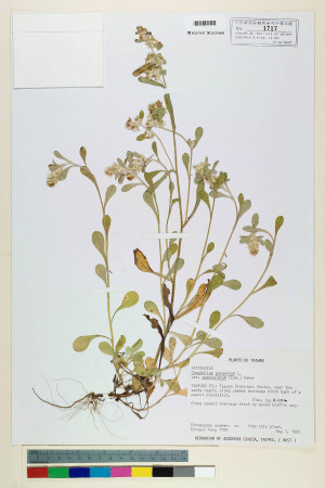 Gnaphalium purpureum L. var. spathulatum (Lam.) Baker_標本_BRCM 5558