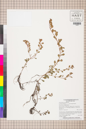 Ludwigia palustris L. ×  L. microcarpa Michx._標本_BRCM 3514