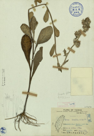 Blumea hieracifolia (D. Don) DC._標本_BRCM 3896