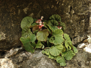 靖西秋海棠 (Begonia jingxiensis D.Fang & Y.G.Wei)