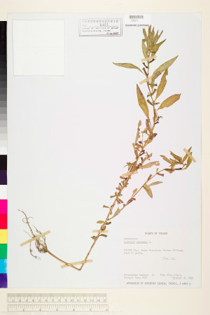 Ludwigia perennis L._標本_BRCM 3607