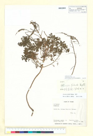 Artemisia fukudo Makino_標本_BRCM 6498