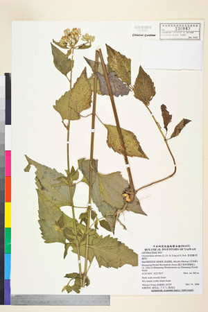 Chromolaena odorata (L.) R. M. King & H. Rob._標本_BRCM 5058