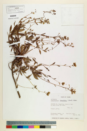 Crepidiastrum lanceolatum (Houtt.) Nakai_標本_BRCM 6371