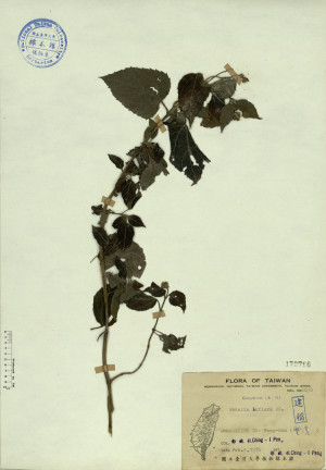 Wedelia biflora DC._標本_BRCM 4336