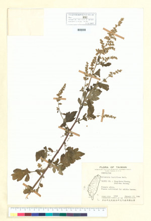 Artemisia lactiflora Wall._標本_BRCM 6497