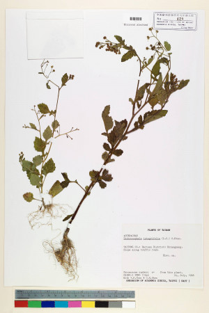 Dichrocephala integrifolia (L. f.) Kuntze_標本_BRCM 7141