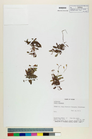Ixeris chinensis (Thunb.) Nakai_標本_BRCM 7251