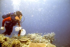 潛水研究調查—東沙環礁
