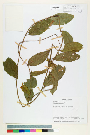 Vernonia gratiosa Hance_標本_BRCM 5109