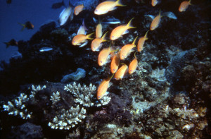 獨立礁潛水—絲鰭擬花鮨