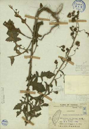 Blumea laciniata (Roxb.) DC._標本_BRCM 3894