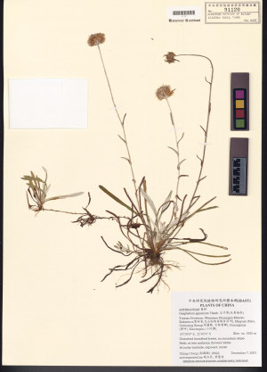 Gnaphalium japonicum Thunb._標本_BRCM 5634