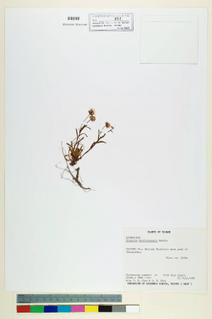Erigeron morrisonensis Hayata_標本_BRCM 5048