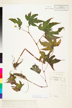 Begonia sikkimensis標本_BRCM 1776