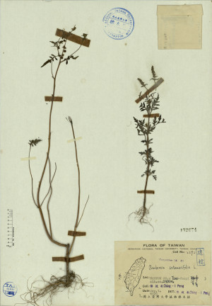 Ambrosia artemisiifolia L._標本_BRCM 4264