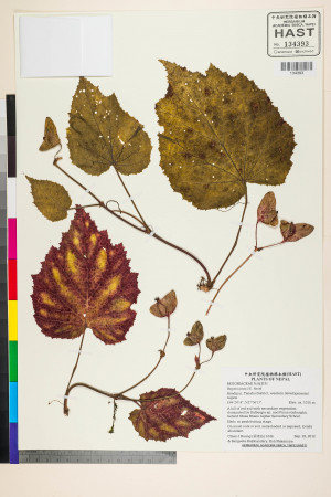 Begonia picta標本_BRCM 2699