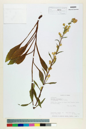 Solidago virgaurea L. var. leiocarpa (Benth.) A. Gray_標本_BRCM 6846