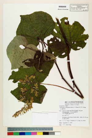 Parasenecio monantha (Diels) C.-I Peng & S. W. Chung_標本_BRCM 5953
