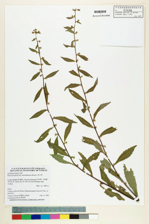 Rhynchospermum verticillatum Reinw._標本_BRCM 7442