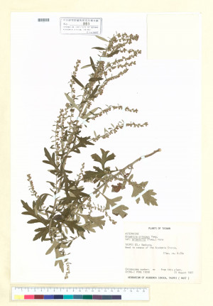 Artemisia princeps Pamp. var. orientalis (Pamp.) Hara_標本_BRCM 7025