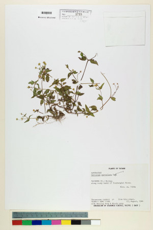 Galinsoga parviflora Cav._標本_BRCM 3717