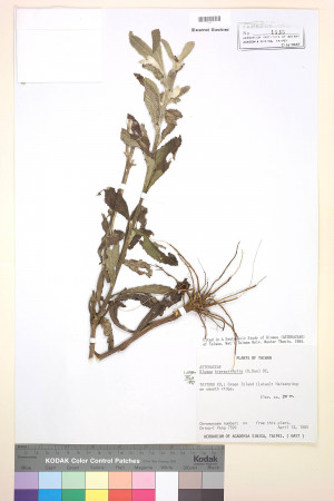 Blumea hieracifolia (D. Don) DC._標本_BRCM 3777